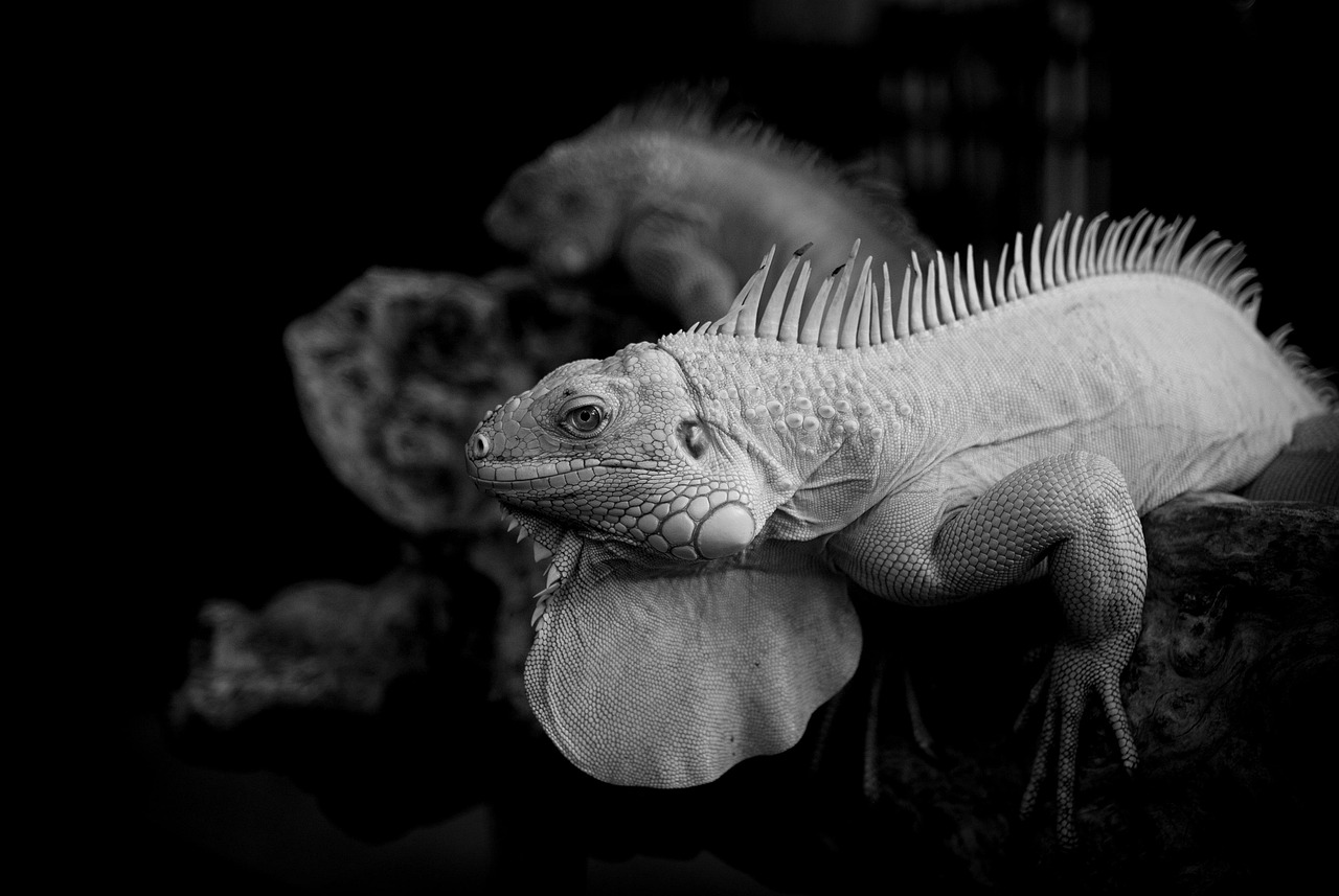 「さん」と「様」の違いは何ですか？