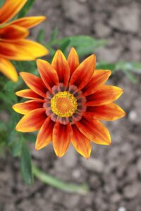 ビジネスメールの返信はいつまでにするべき？例文付きで解説！